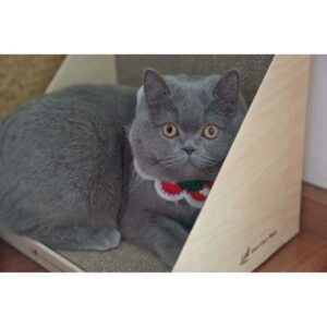 แมวสัตว์เลี้ยงพันธุ์บริติชชอร์เทียร์คุณภาพสูง Sajid สายพันธุ์คู่ แมวสีน้ำเงินทั้งตัว หัวใหญ่