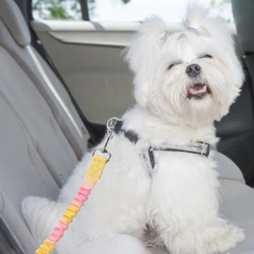 BN4151 เข็มขัดนิรภัยยืดได้สุดฮิต นั่งรถอุ่นใจ ไม่ต้องกังวล รีบสั่งก่อนหมด 3 สี พร้อมส่ง